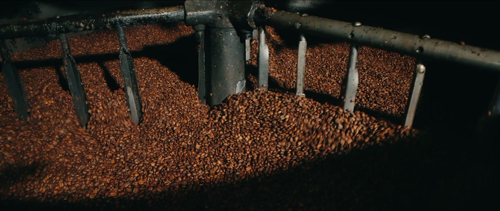Freshly roasted coffee beans turning in a roaster's cooling tray